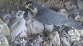 Watch four Peregrine falcon chicks in a nest on Alcatraz Island