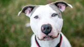 Senior Pit Bull Showers Mom with Cuddles After Being Rescued in Effort to Thank Her