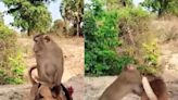 Watch: Monkey And Dog Engage In Intense Fight, Rooster Joins In As Referee - News18