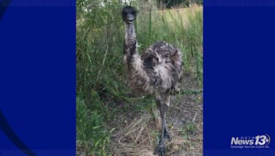 Emu-zing! Marlboro County farm bird back home after days on the loose