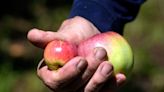 Rhode Island only a has a few local hard apple cideries, but they're worth a visit