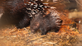 Whipsnade Zoo celebrates birth of baby porcupine in time for Mother’s Day