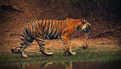 International Tiger Day: Interesting Facts About The Big Cat