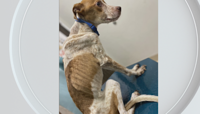 Pitcairn Police and animal shelter looking for owner who left dog to die - "He's simply bones."