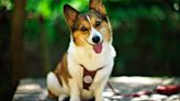 100 Unique Dog Names to Make Your Pup Stand out From the Rest