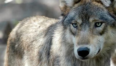 U.S. House votes to remove gray wolf from endangered list in 48 contiguous states