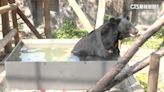 高溫飆36℃ 壽山動物園「黑熊」跳水池消暑