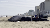 Dos ballenas muertas en dos días: aumenta el misterio en la costa de Virginia