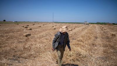 Climate change imperils drought-stricken Morocco’s cereal farmers and its food supply