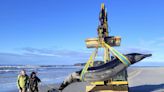 World’s rarest whale may have washed up on New Zealand beach, possibly shedding clues on species