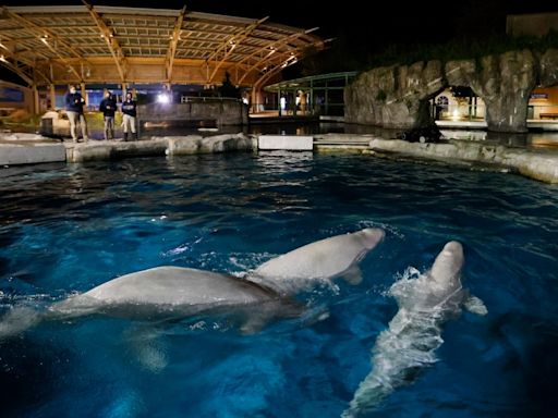 Mystic Aquarium pays over $12K to settle beluga care investigation