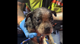 Puppy gets stuck in sewer line for hours. Here’s how rescuers used cameras to save her