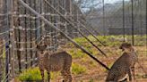 Three cheetah cubs die in India amid sweltering heat wave