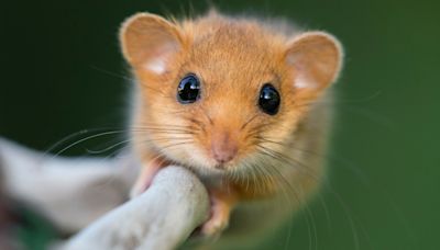 Major £6million roadworks project put on ice after discovery of dormouse nest