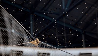 Dodgers-Diamondbacks game delayed after bee colony forms on netting at Chase Field