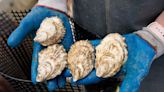 PEI oysters test positive for parasite that could threaten industry