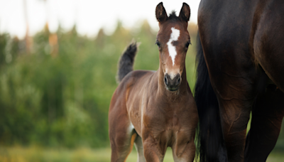 Wild Baby Horse Gets the Cutest Zoomies After Feeling Rain for the First Time