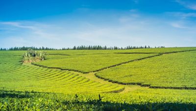 Exportaciones de yerba mate crecen casi 10% en el primer semestre y alcanzan nuevo récord