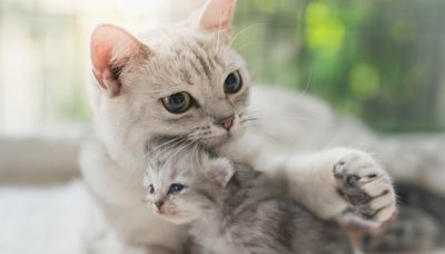 Mother Cat Embraces Abandoned Kitten in a Heartwarming Display of Kindness