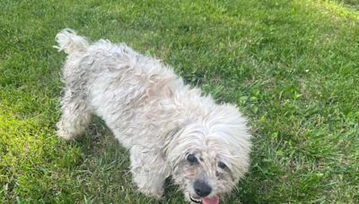 Blind and deaf dog Teddy got lost in a neighbor’s yard. Police called to help him shot him dead