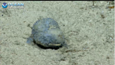 ‘Sustancia viscosa azul’ en el fondo del Caribe deja perplejos a los exploradores de la NOAA