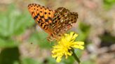 Oregon Zoo releases hundreds of endangered silverspot caterpillars to boost populations