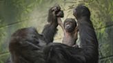 London Zoo celebrates birth of critically endangered baby gorilla