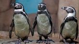 Llegan cinco pingüinos de Japón a Chapultepec