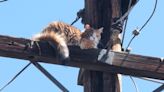 Shocking rescue: Cat safe after days atop a Kern County power pole