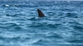 Girl seriously injured in shark attack on Florida beach