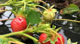 Where to pick your own strawberries and other berries near Rochester NY in 2022