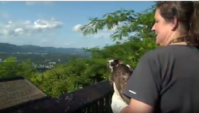 SW Virginia Wildlife Center releases Red-Tailed Hawk back into skies