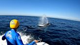 Watch this dramatic, high-stakes rescue of a humpback whale as it speeds through the ocean