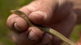 Is that a snake or one of NC’s three legless lizards? Here’s how to tell