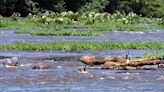 SC paper mill disputes report that toxins have drained from its property to river