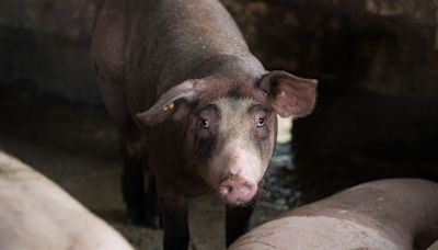 Los impuestos para el metano del ganado danés generan escepticismo entre los agricultores