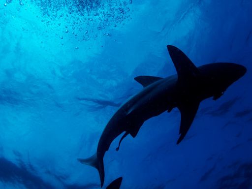 Shark Viciously Attacks Teenager During Lifeguard Training Camp