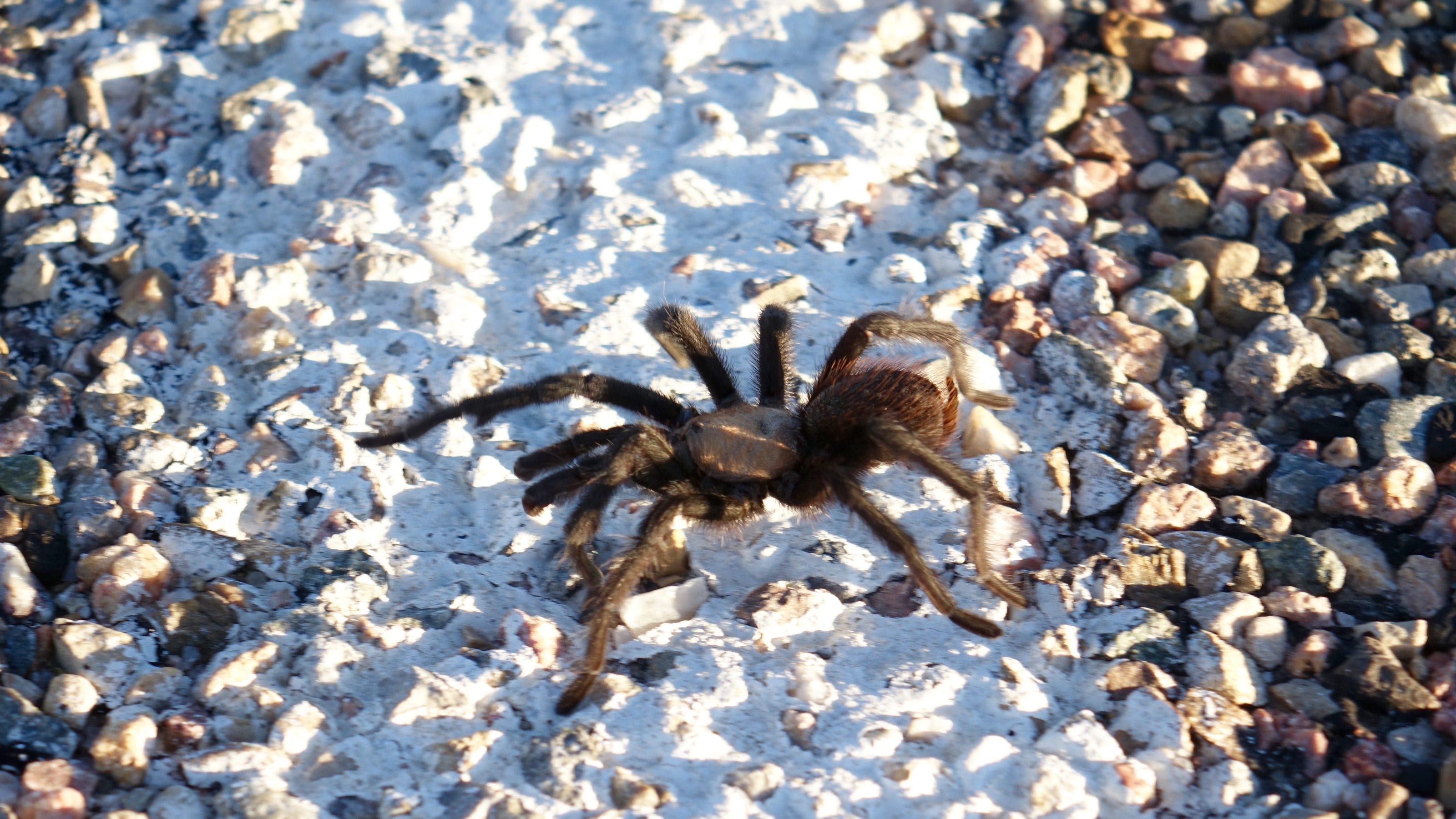 A new tarantula species is discovered in Arizona: What to know about the creepy crawler