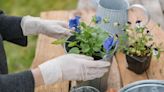 Gardener's top tip for separating budding seedlings using one kitchen utensil