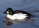 Goldeneye (duck)