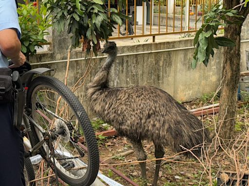 流浮山農莊澳洲鴕鳥鴯鶓「離家出走」 職員找尋兩天 終被擒獲