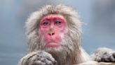 Japanese city continues hunt for rampaging monkeys as reported attacks on civilians climbs to 45