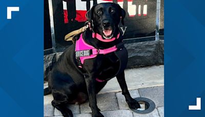 Meet Justice — a courageous canine from Tampa who's in the running for America's 2024 Hero Dog