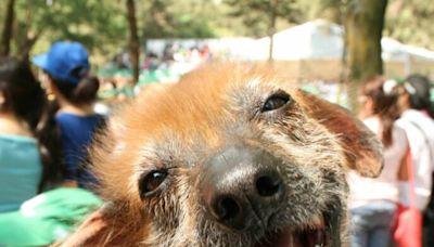 Habrá Perrotón en la CDMX: caminata de perritos, exhibiciones, adopciones y actividades gratis