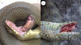 Dice Snakes Fake Their Own Deaths With Gory, Poop-Filled Theatrics