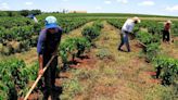 'Luta dos trabalhadores': Conheça a origem do Dia do Trabalho