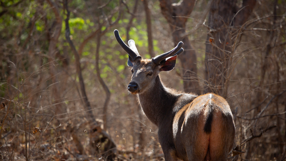 Clinton County man indicted for poaching unique whitetail