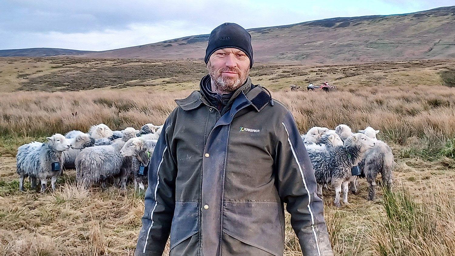 Sheep herded with special collars to protect birds