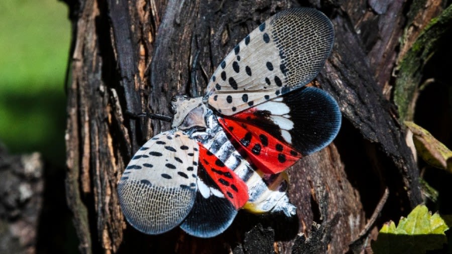 Spotted lanternfly in Ohio: What to do if you find one