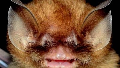 Biólogo faz projeto para combater má fama de morcegos no Brasil